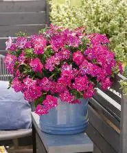 Flori de balcon Flori de balcon